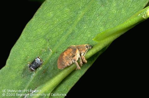 An adult Eucalyptus snout beetle on a blue gum leaf.