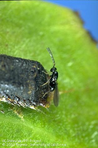 Adult <i>Anaphes nitens,</i> a parasitic wasp laying her eggs in the egg case of eucalyptus snout beetle, <i>Gonipterus scutellatus.</i>.