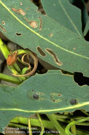 Adult and larval eucalyptus snout beetle damage to blue gum.