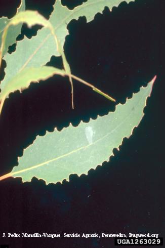 Chewing damage of adult eucalyptus weevils, <i>Gonipterus scutellatus</i>.