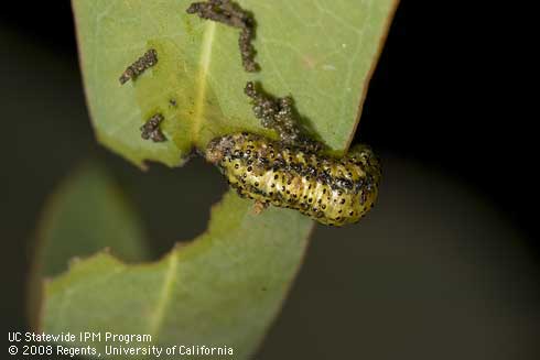 Eucalyptus tortoise beetle, <i>Gonipterus scutellatus,</i> larva feeding on a blue gum leaf.