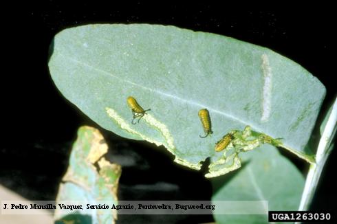 Young larvae of eucalyptus snout beetle, or eucalyptus weevil, <i>Gonipterus scutellatus</i>, and their scraping-chewing damage to a eucalyptus leaf.