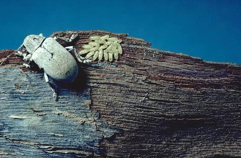 Adult grape bud beetle.