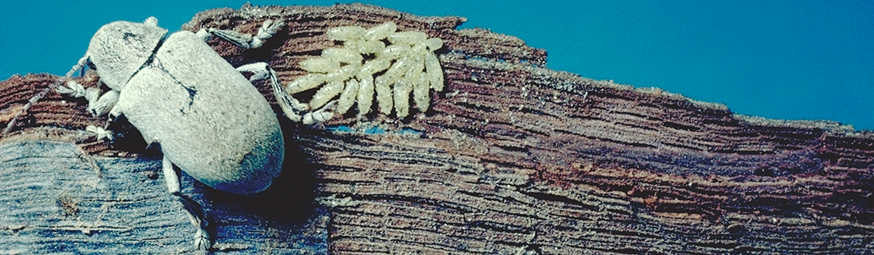 Grape bud beetle, Glyptoscelis squamulata, female and eggs on bark.