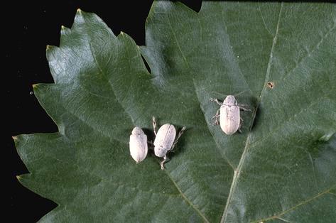 Adult grape bud beetles, <i>Glyptoscelis squamulata</i>, on a grape leaf.