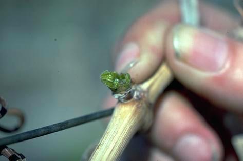 Crop damage by grape bud beetle.