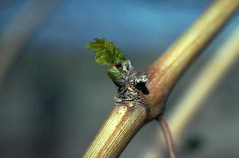 Grape bud with its center eaten away by an adult grape bud beetle, <i>Glyptoscelis squamulata</i>.