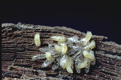 Larva of grape bud beetle.