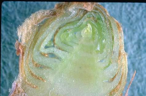 Cross section of a grape bud with the primordia (embryonic tissue) from which flower and leaf clusters develop at the top center of the photo. Grape bud beetle, <i>Glyptoscelis squamulata</i>, feeds on the primordia.