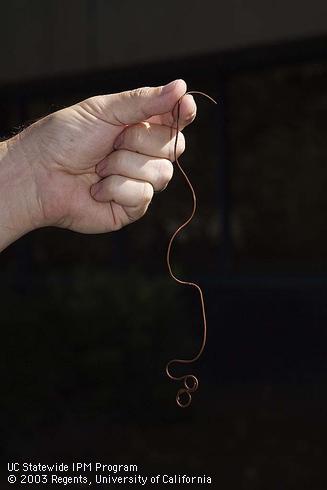 Adult horsehair worms are long and slender.