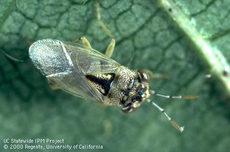 The predaceous adult of a bigeyed bug, <i>Geocoris</i> sp.