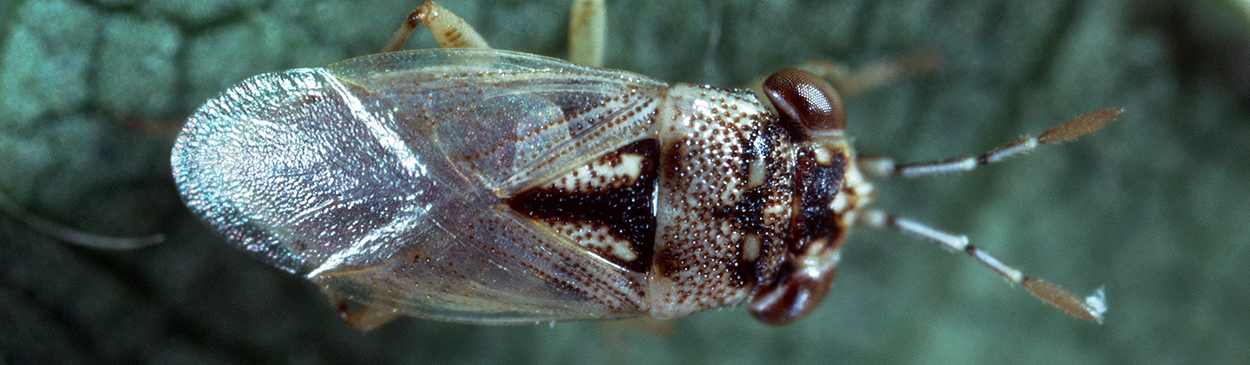 The predaceous adult of a bigeyed bug, Geocoris sp.