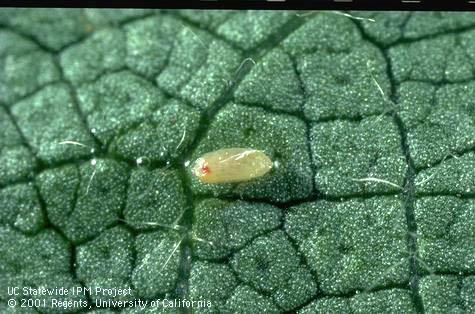 Bigeyed bug, Geocoris sp., egg.