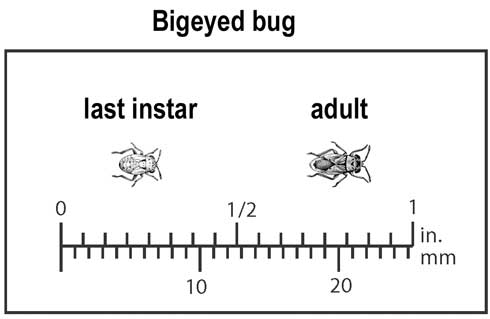 Appearance and relative size of the last instar and adult of a bigeyed bug, Geocoris sp.