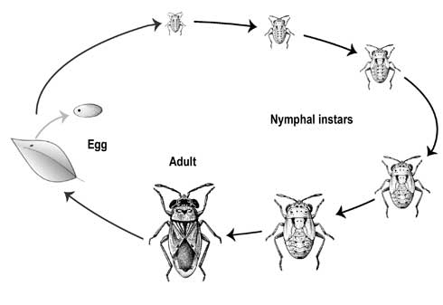 Life cycle of a minute pirate bug, <i>Geocoris</i> sp.