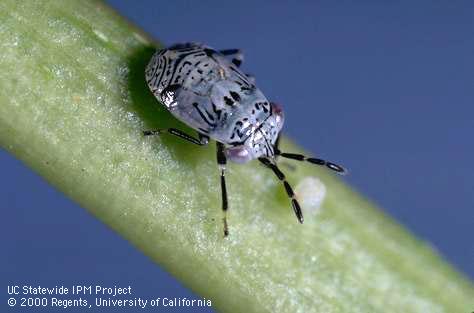 Bigeyed bug, Geocoris sp., nymph feeding on an egg of tobacco budworm, Heliothis virescens, or tomato fruitworm, Helicoverpa zea.