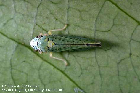 Adult blue-green sharpshooter.