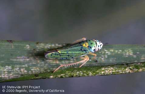 Adult blue-green sharpshooter, <i>Graphocephala atropunctata</i>, feeding on a blade of grass and causing stippling (bleached spots).