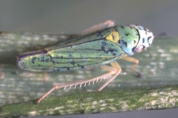 Spines on leg of blue-green sharpshooter