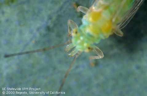 Head and thorax of redgum lerp psyllid with genal cones pointed forward.