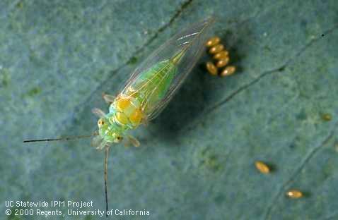 Redgum lerp psyllid adult and eggs on a river red gum leaf.