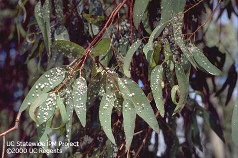 Several square inches of river red gum covered with redgum lerp psyllids.