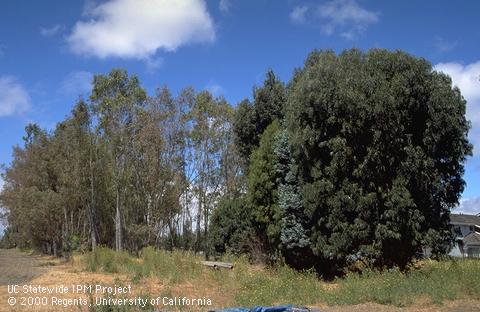 River red gum defoliated by redgum lerp psyllid beside unaffected gum spp.