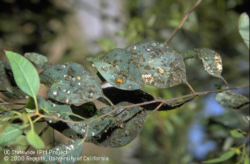 Redgum lerp psyllids, sooty mold, and a lady beetle on eucalyptus.