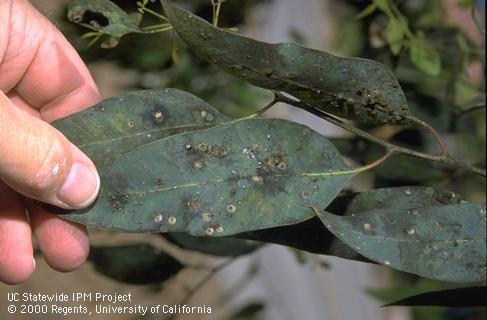 Redgum lerp psyllids and sooty mold on a eucalyptus leaf.