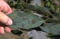 Eucalyptus redgum lerp psyllids, Glycaspis brimblecombe.