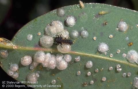 Redgum lerp psyllid colony with Asian lady beetle larva (black, left).