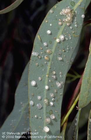 Adult, late instar, eggs, and whitish covers of redgum lerp psyllid.