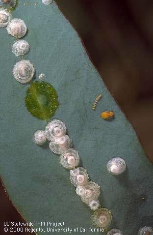 Late instar nymphs, eggs, and whitish covers of redgum lerp psyllid.