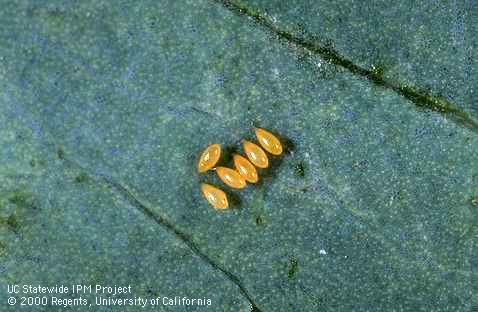 Redgum lerp psyllid eggs on a red river gum eucalyptus leaf.