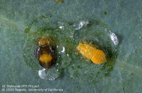 Late instar redgum lerp psyllid shown by removing the white lerp covering.