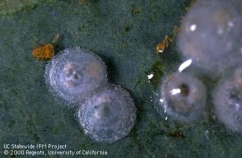 Early instar redgum lerp psyllid nymphs and conical white covering.