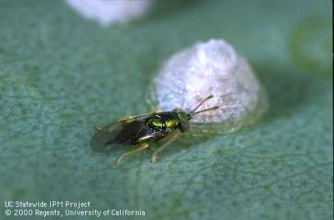 Adult parasitic wasp, <i>Psyllaephagus bliteus</i>, investigating the lerp (cover) of its host, a nymph of eucalyptus redgum lerp psyllid, <i>Glycaspis brimblecombei</i>.