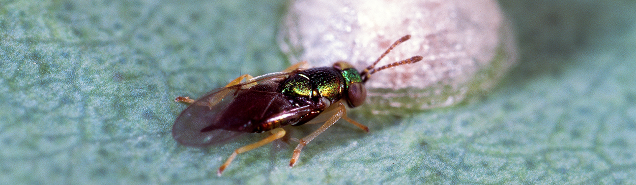 Adult parasitic wasp, <i>Psyllaephagus bliteus</i>, investigating the lerp (cover) of its host, a nymph of eucalyptus redgum lerp psyllid, <i>Glycaspis brimblecombei</i>.