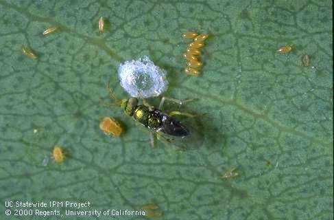 Adult wasp, <i>Psyllaephagus bliteus</i>, a parasite of nymphs of redgum lerp psyllid, <i>Glycaspis brimblecombei</i>.