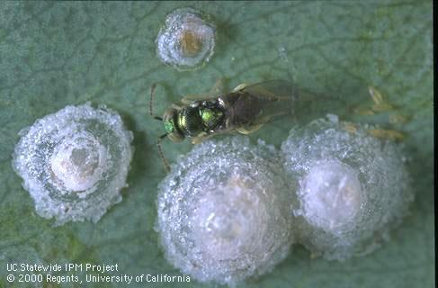 Psyllaephagus bliteus or P. quadricyclus, redgum lerp psyllid parasitoid.