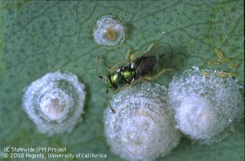 Adult <i>Psyllaephagus bliteus</i> wasp investigating the lerp (covering) of a nymph of redgum lerp psyllid, <i>Glycaspis brimblecombei</i>.