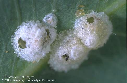 Psyllaephagus bliteus or P. quadricyclus emergence holes in lerp psyllids.