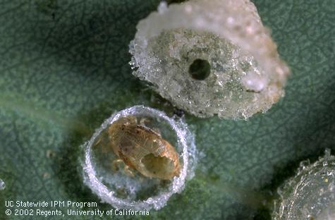 A lerp (covering) overturned (top) exposing the mummified covering of a nymph of redgum lerp psyllid, <i>Glycaspis brimblecombei</i>. Both the lerp cover and psyllid mummy have an emergence hole of an adult <i>Psyllaephagus bliteus</i> parasitic wasp.