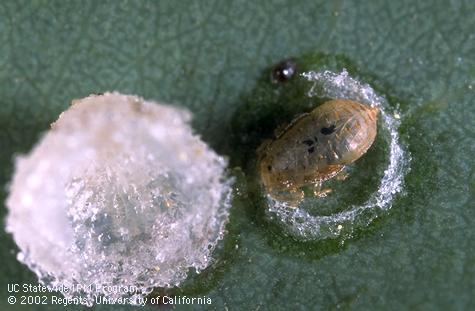 A lerp (covering) overturned (left) exposing the mummified and parasitized nymph of a redgum lerp psyllid, <i>Glycaspis brimblecombei</i>.