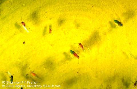 Adult redgum lerp psyllids, <i>Glycaspis brimblecombei</i>, caught in a yellow sticky trap.