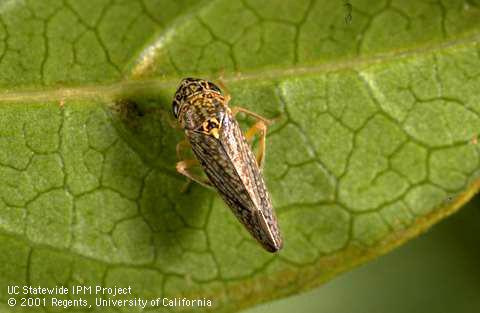 Adult willow sharpshooter, <I>Graphocephala confluens,</I> a vector of the Pierce's disease pathogen.