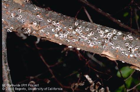 Female European elm scales, <i>Gossyparia spuria (Eriococcus spurius),</i> on elm.