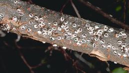 European elm scale females.