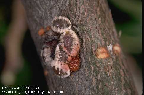 European elm scale, <i>Gossyparia spuria (=Eriococcus spurius),</i> mature females and an egg mass exposed (lower center) by removing a female's white, egg covering.