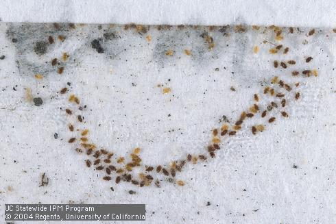 Crawlers of European elm scale, <i>Gossyparia spuria (=Eriococcus spurius),</i> caught in a monitoring trap made of double-sided tape.